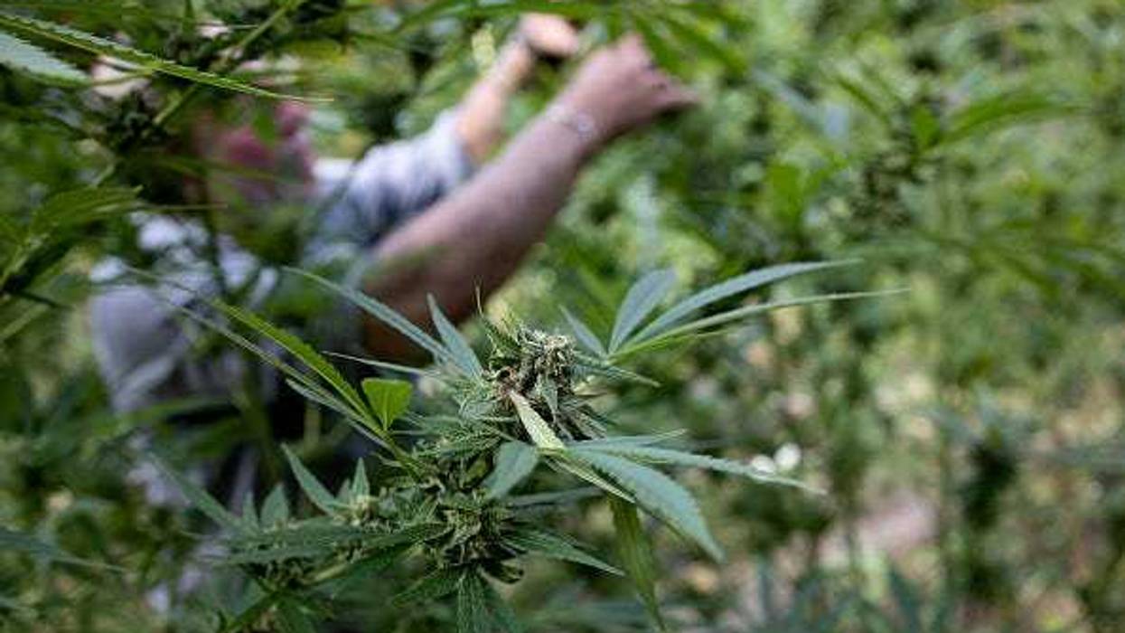 Marijuana