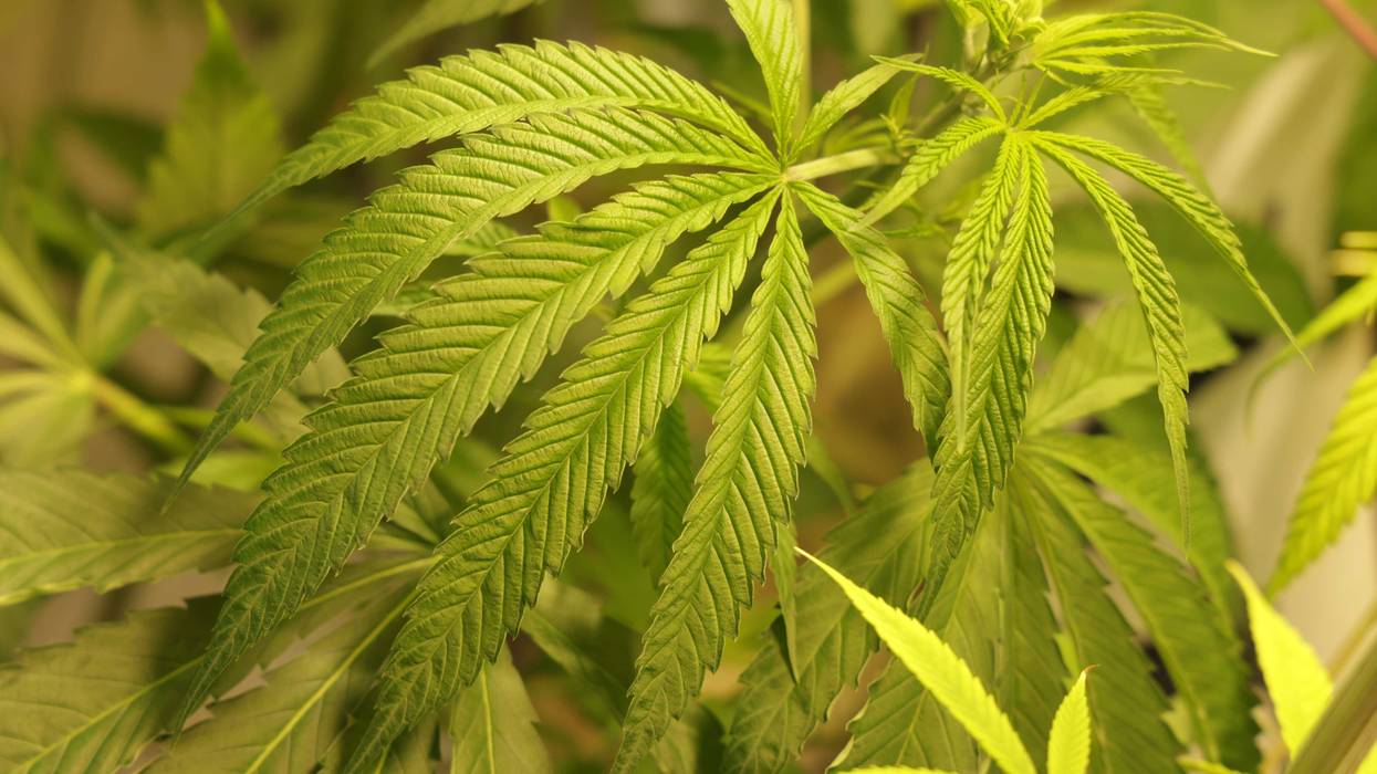 Marijuana