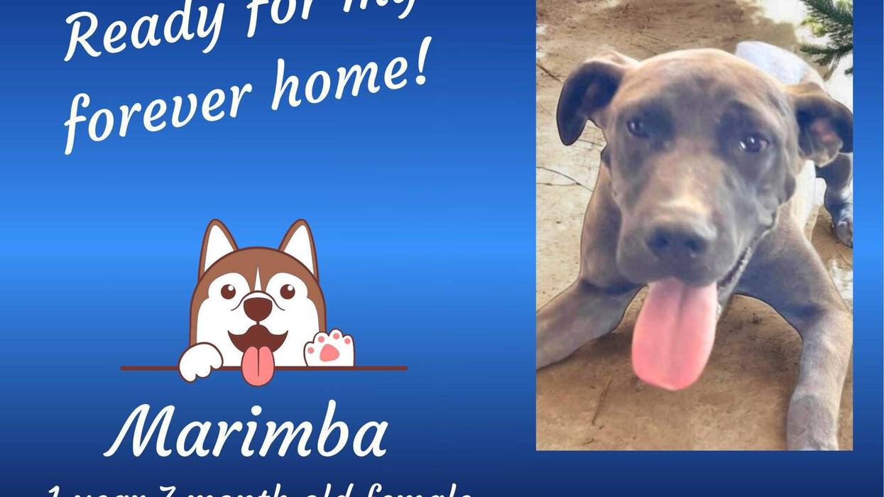 Marimba, a year and a half old large mixed breed brown dog