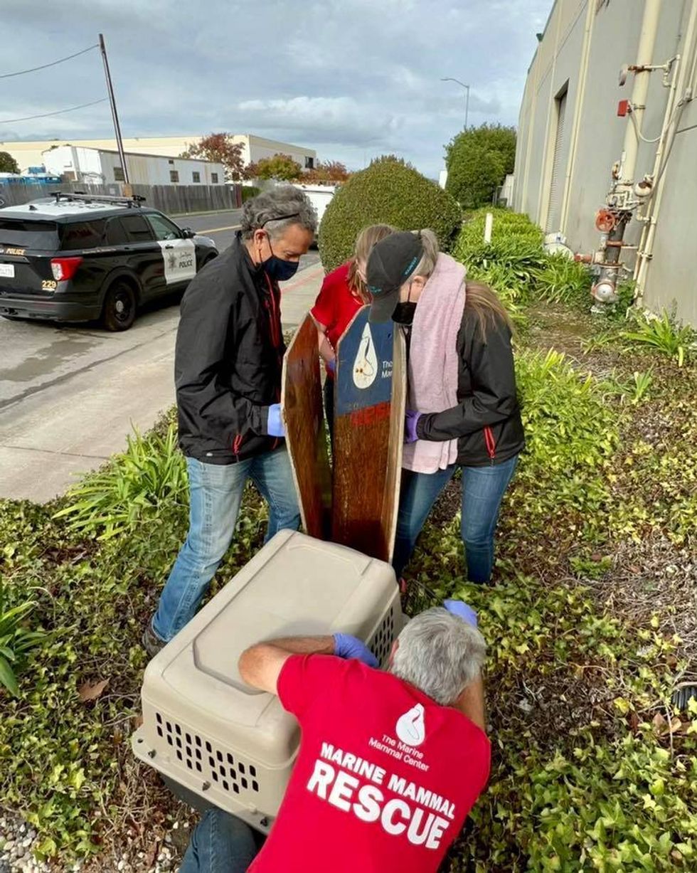 Marine Mammal Center volunteers help rescue Ivy.