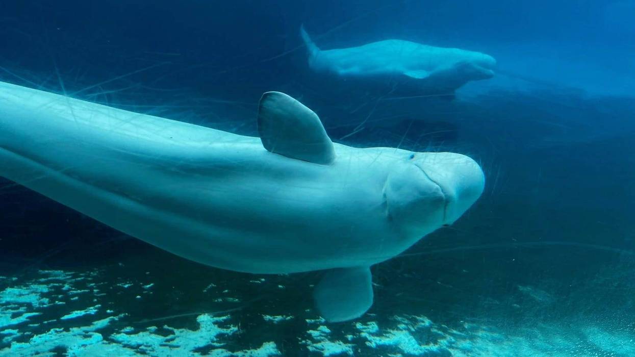 Marineland