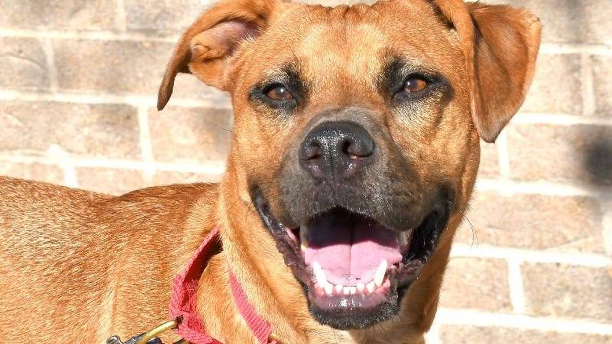 Marley @ Austin Humane Society 1/03/24