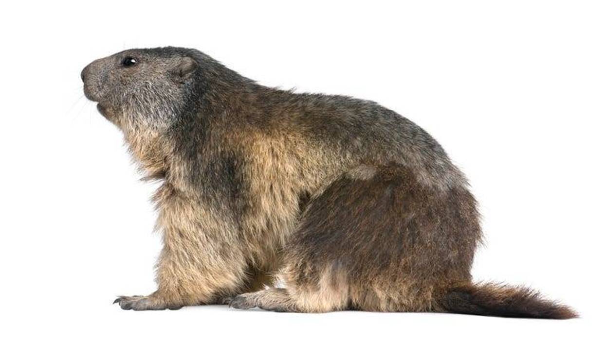 marmota