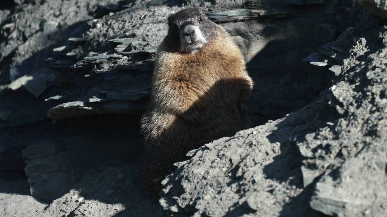 Marmots Climate Research