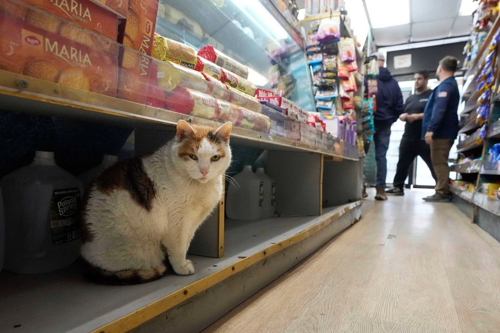Marshmellow sits on a shelf under a display of cookies at Deli & Grill, on New York
