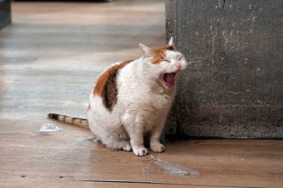 Marshmellow yawns while wandering the aisles at Deli & Grill, on New York