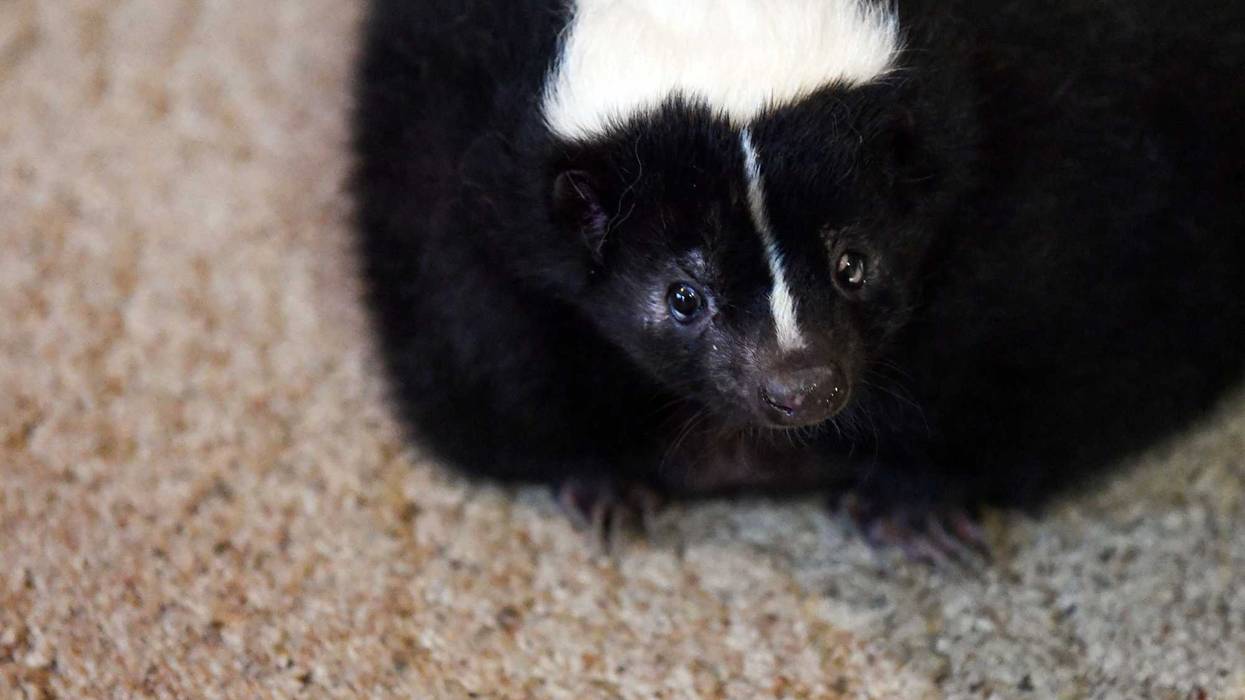 Marv the skunk walks around Heather Sondergaard's living room on Monday, Nov. 18, in Canton. Sondergaard got Marv as a baby from a pet breeder. Unusual Pets 001