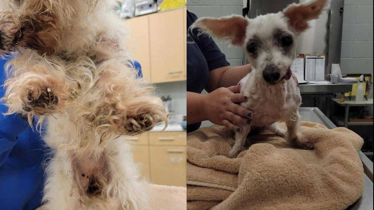 Marylyn Richards' pet Maltese was extremely matted and covered with feces, urine, dirt and debris throughout her fur, according to the Suffolk County SPCA.