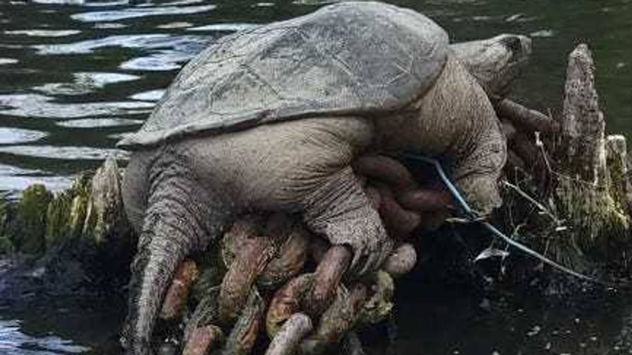 Massive snapping turtle