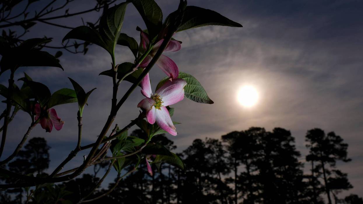 Masters in bloom: More than azaleas and dogwood make up golf's most beautiful garden