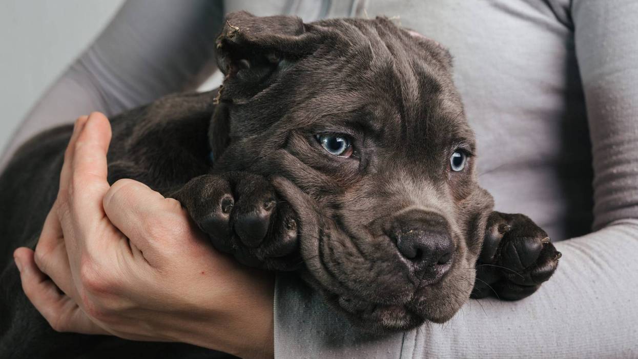 Mastiff