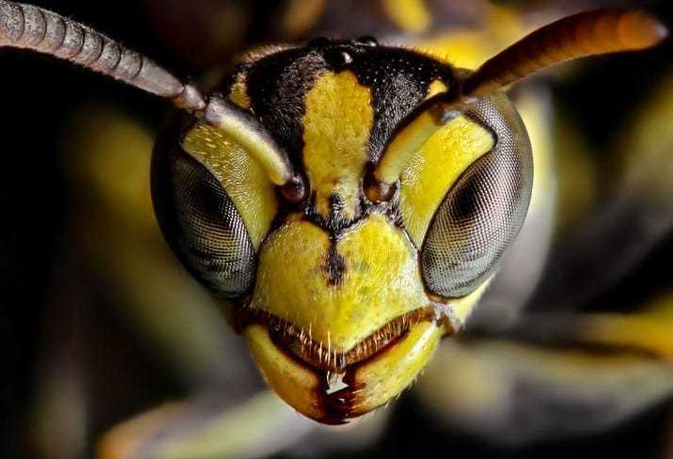 Murder Hornets? The 10 Things You Need to Know