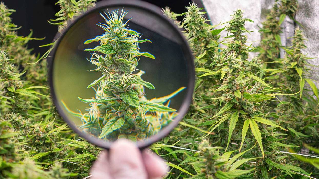 Mature cannabis plants are ready for harvest in a greenhouse. Indoor medical marijuana. Legal cannabis plants. Concept of cannabis plantation for medical and business