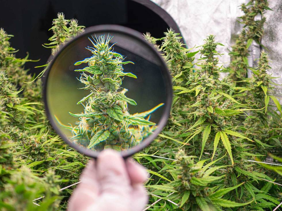 Mature cannabis plants are ready for harvest in a greenhouse. Indoor medical marijuana. Legal cannabis plants. Concept of cannabis plantation for medical and business