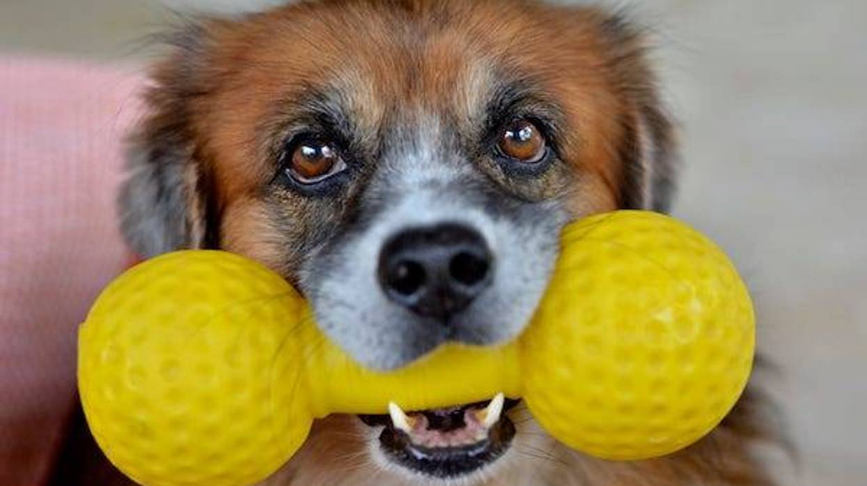 Mature dog with squeaky toy looking into camera
