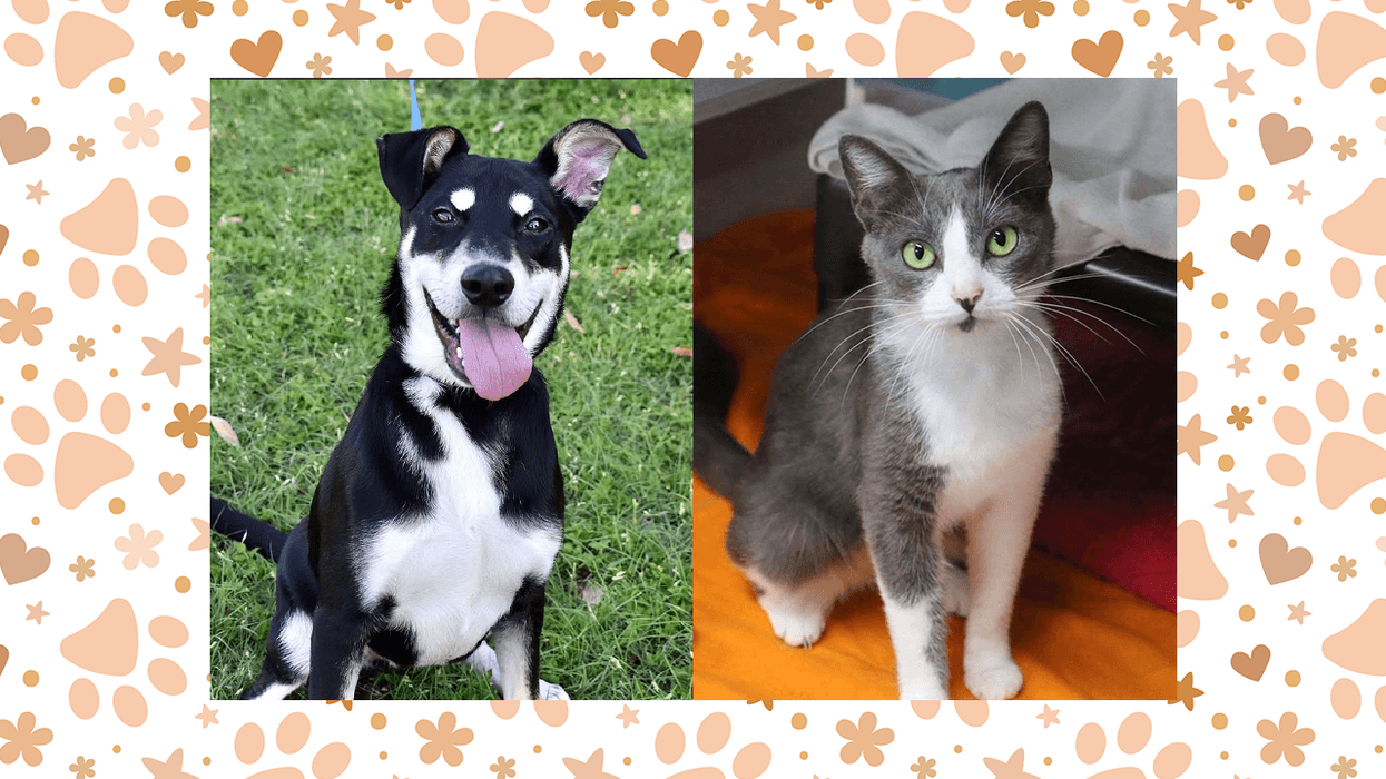 Wet Nose Wednesday: Max and Gigi