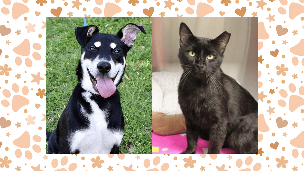 Wet Nose Wednesday: Max and Sandoval