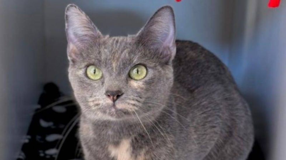 Maxine @ Austin Humane Society 6/26/24