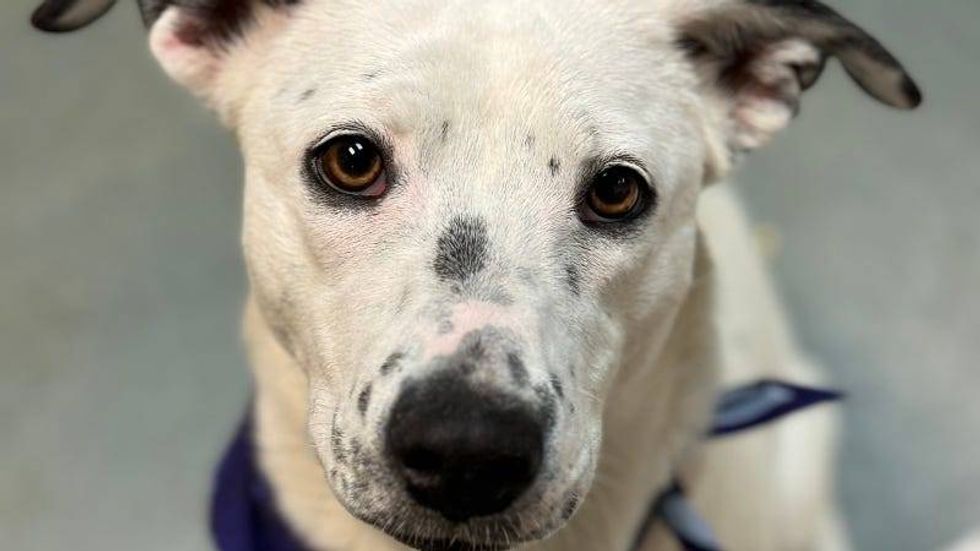 Maybell @ Austin Humane Society 3/13/24