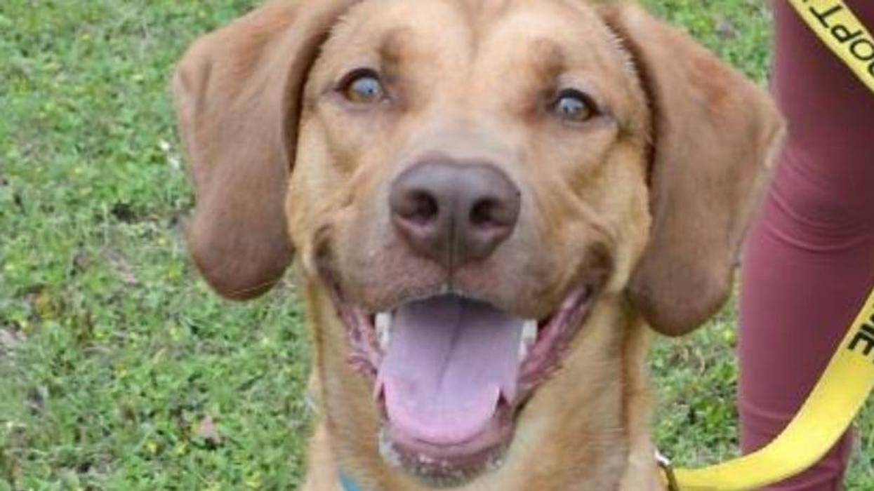 Mazy @ Austin Humane Society 5/18/22