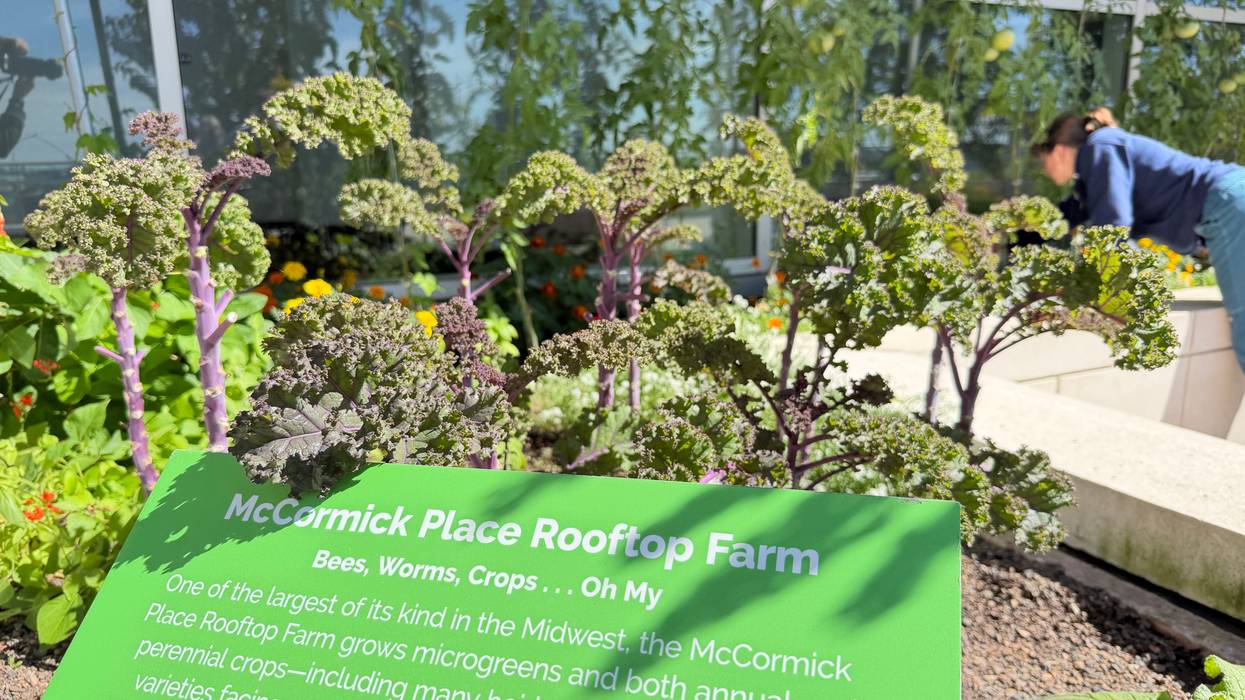 McCormick Place rooftop farm serves as launchpad for young farmers