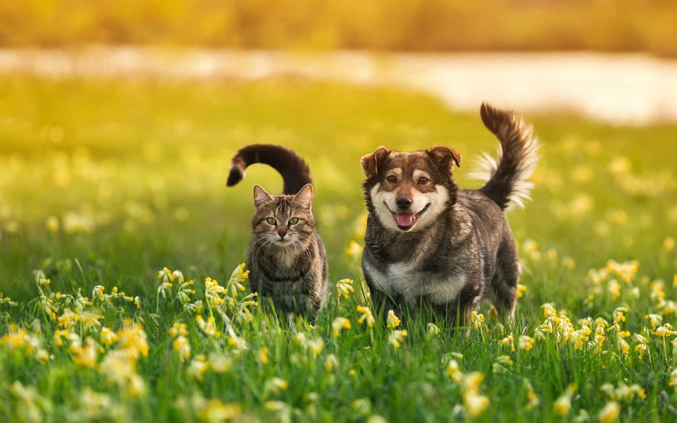 meadow with animals