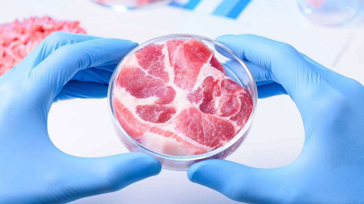 meat in a lab dish