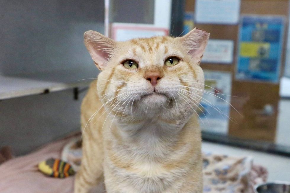 Meatball (cat)