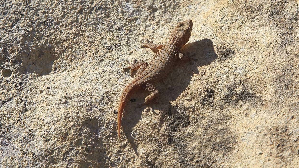 Mediterranean house gecko, Hemidactylus turcicu.