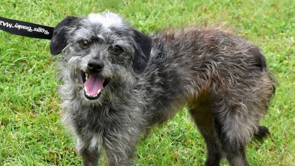 Meeko @ Austin Humane Society 6/26/24