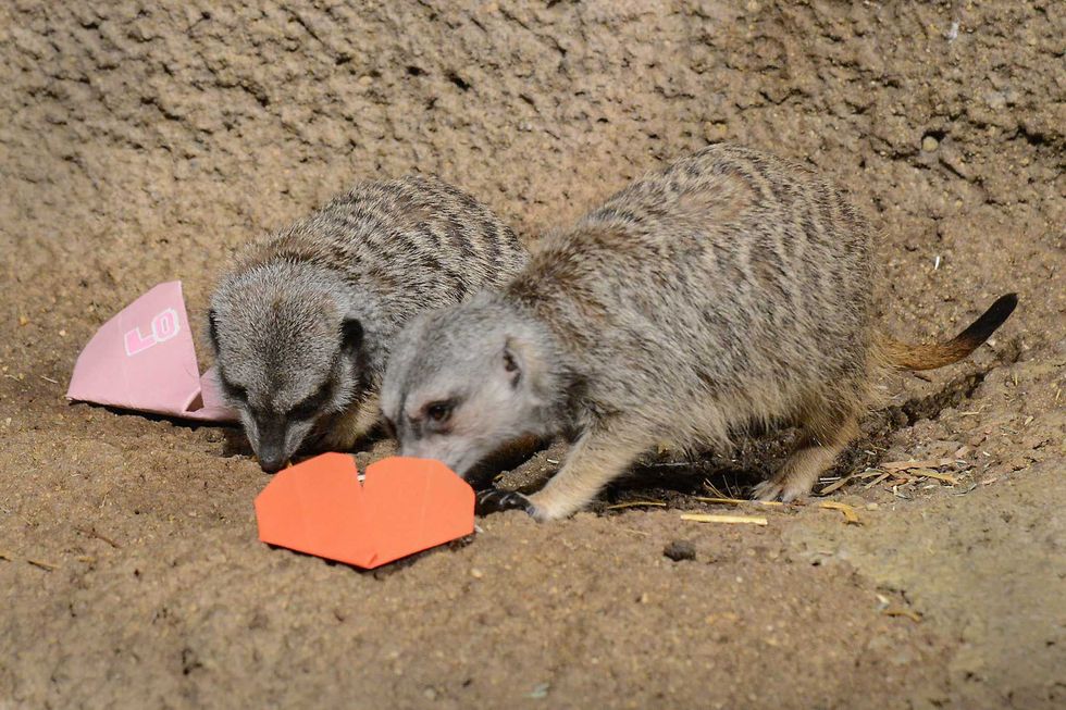 Meerkats at Brookfield Zoo look inside heart-shaped origami to find mealworm treats.