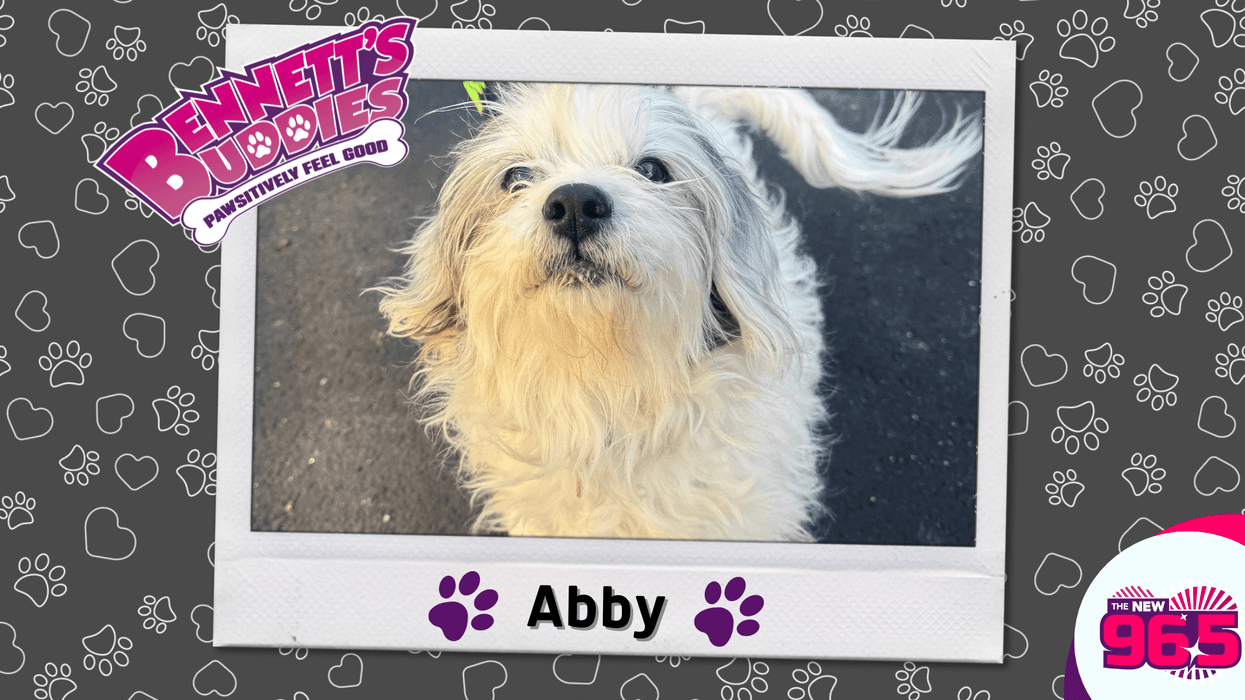Meet Abby! Bennett's Buddies at the PSPCA