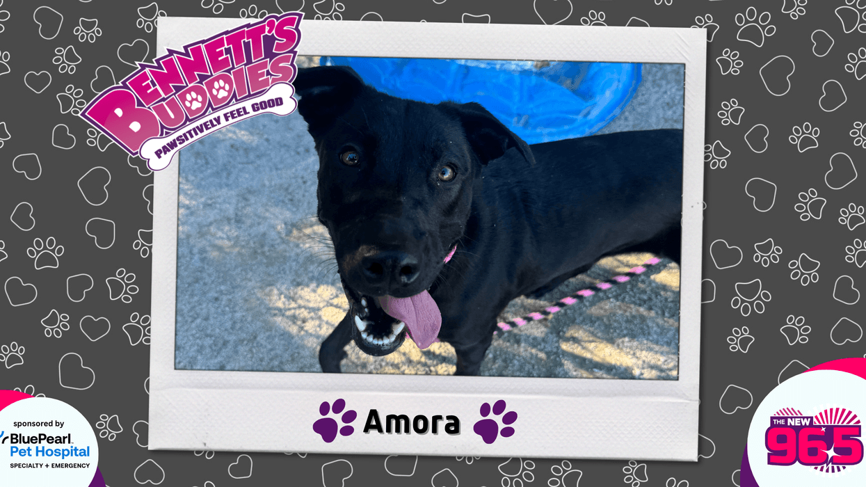 Meet Amora! Bennett's Buddies at the PSPCA