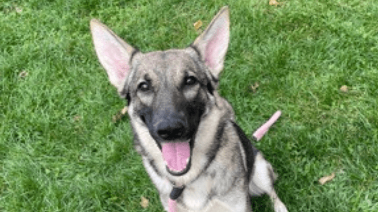 Meet Baby, Bennett & Raven's PSPCA Pet of the Week