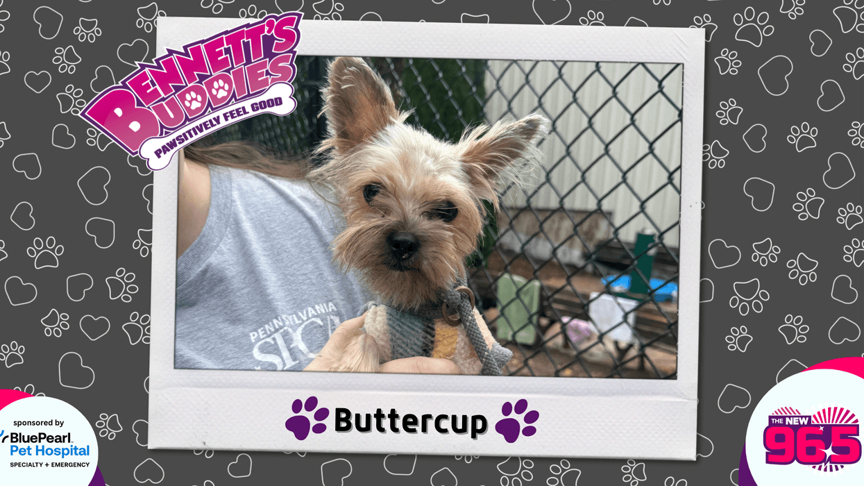 Meet Buttercup! Bennett's Buddies at the PSPCA