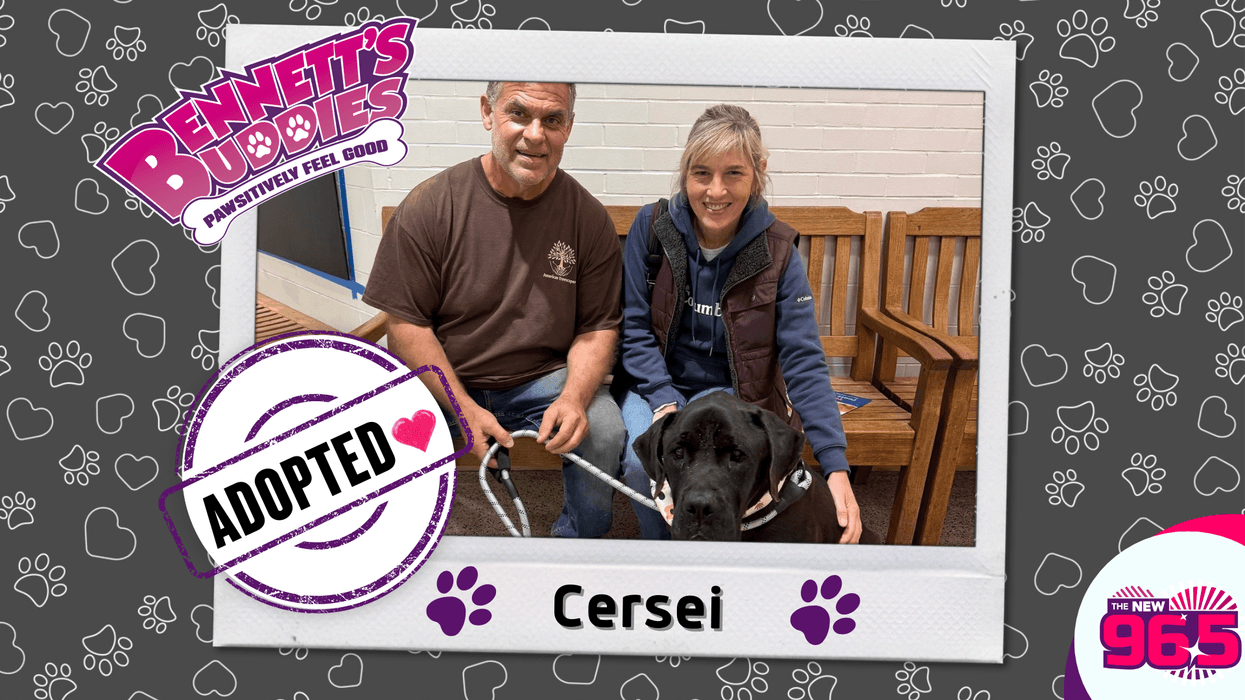 Meet Cersei! | Bennett's Buddies at the PSPCA