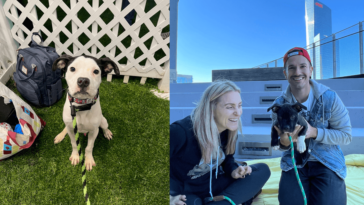 Meet Chicken Wing & Toad, Bennett & Raven's PSPCA Pets of the Week