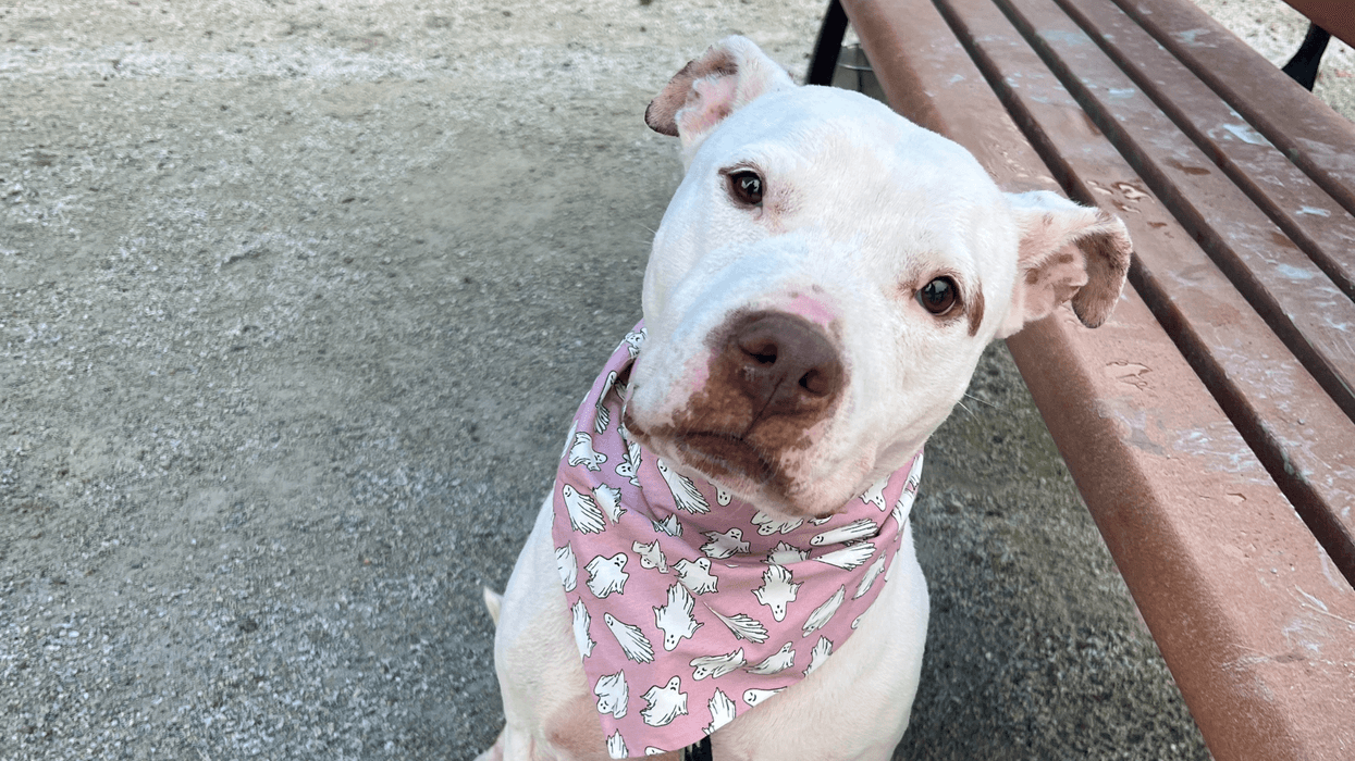 Meet Cleo, Bennett's PSCPA Pet of the Week