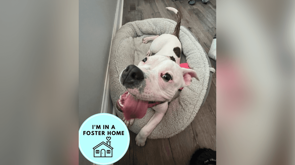 Meet Diddy, Bennett & Raven's PSPCA Pet of the Week