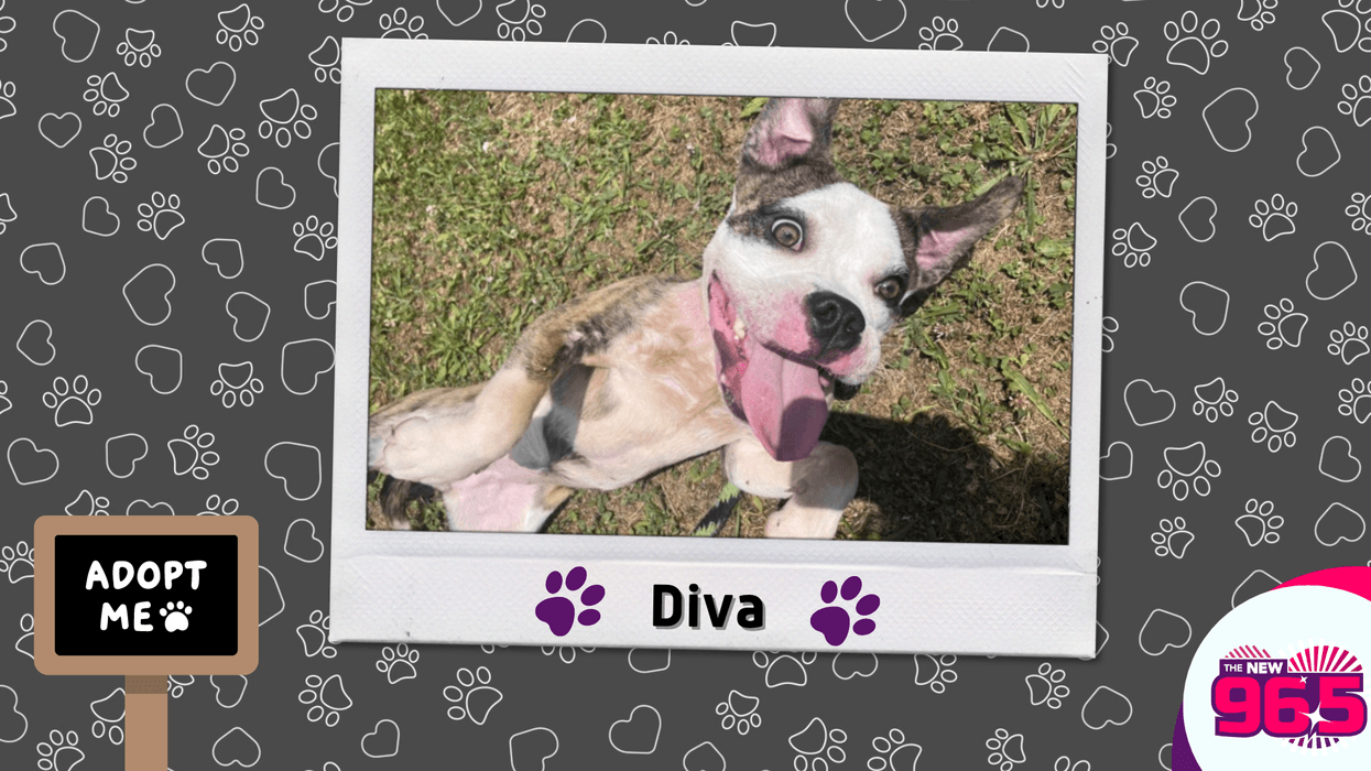 Meet Diva, Bennett's PSPCA Pet of the Week