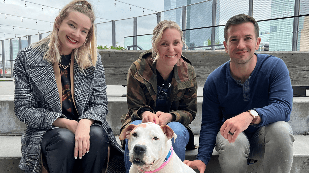 Meet Dodger, Bennett & Raven's PSPCA Pet of the Week