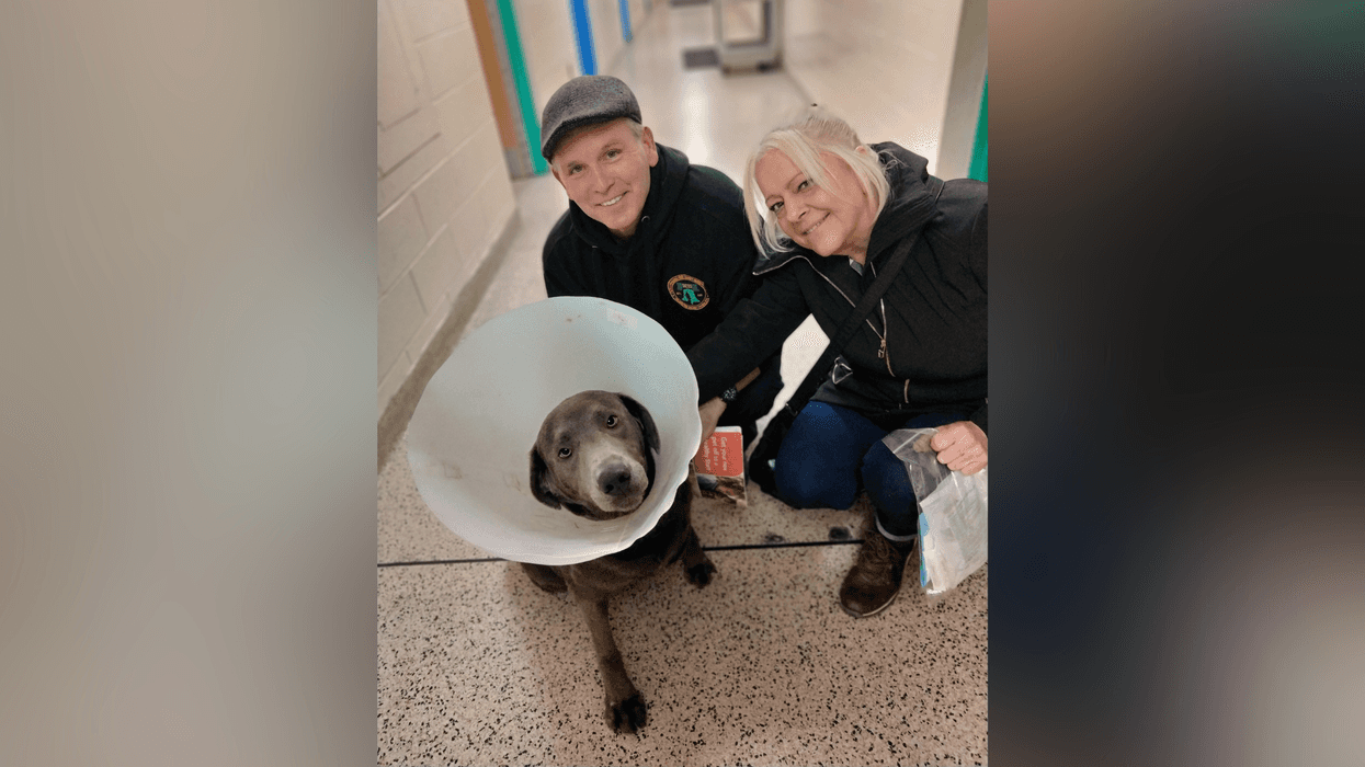 Meet Georgia, Bennett & Raven's PSPCA Pet of the Week