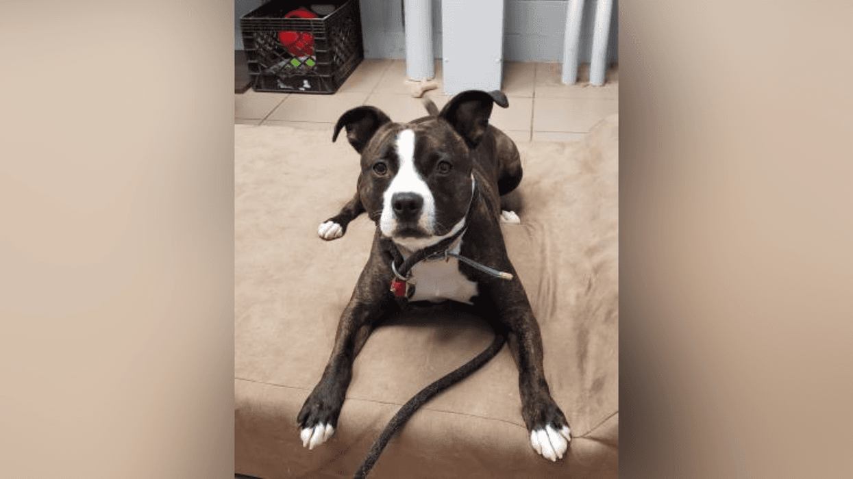 Meet Gotti, Bennett's PSPCA Pet of the Week