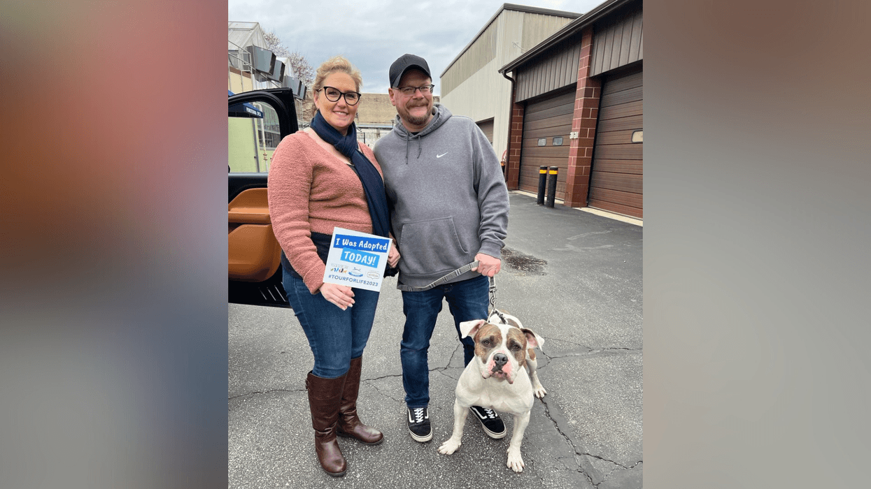 Meet Lance, Bennett & Raven's PSPCA Pet of the Week