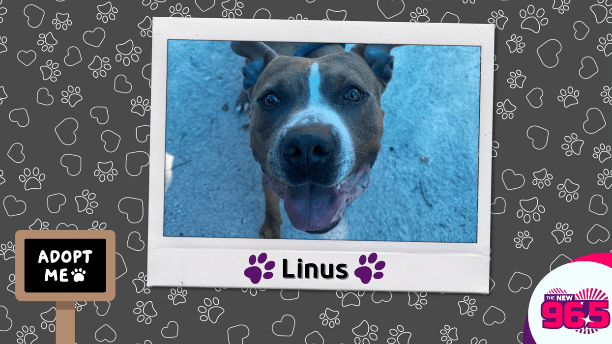 Meet Linus, Bennett's PSPCA Pet of the Week