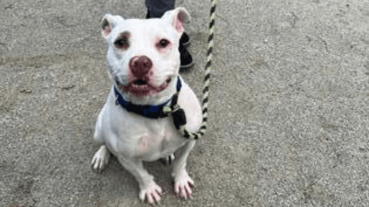 Meet Marshmallow, Bennett's PSPCA Pet of the Week