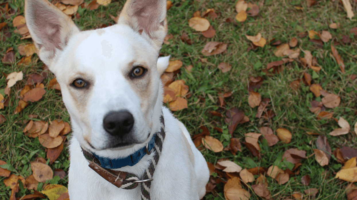 Meet Paulie, Bennett's PSPCA Pet of the Week
