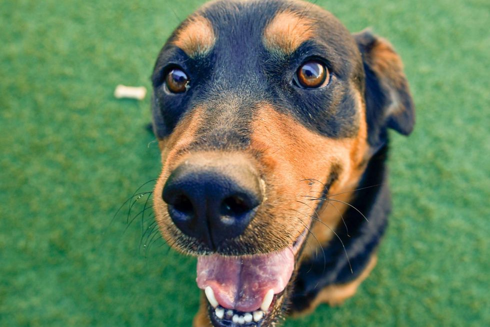 Meet Ruby at the Dallas Animal Shelter