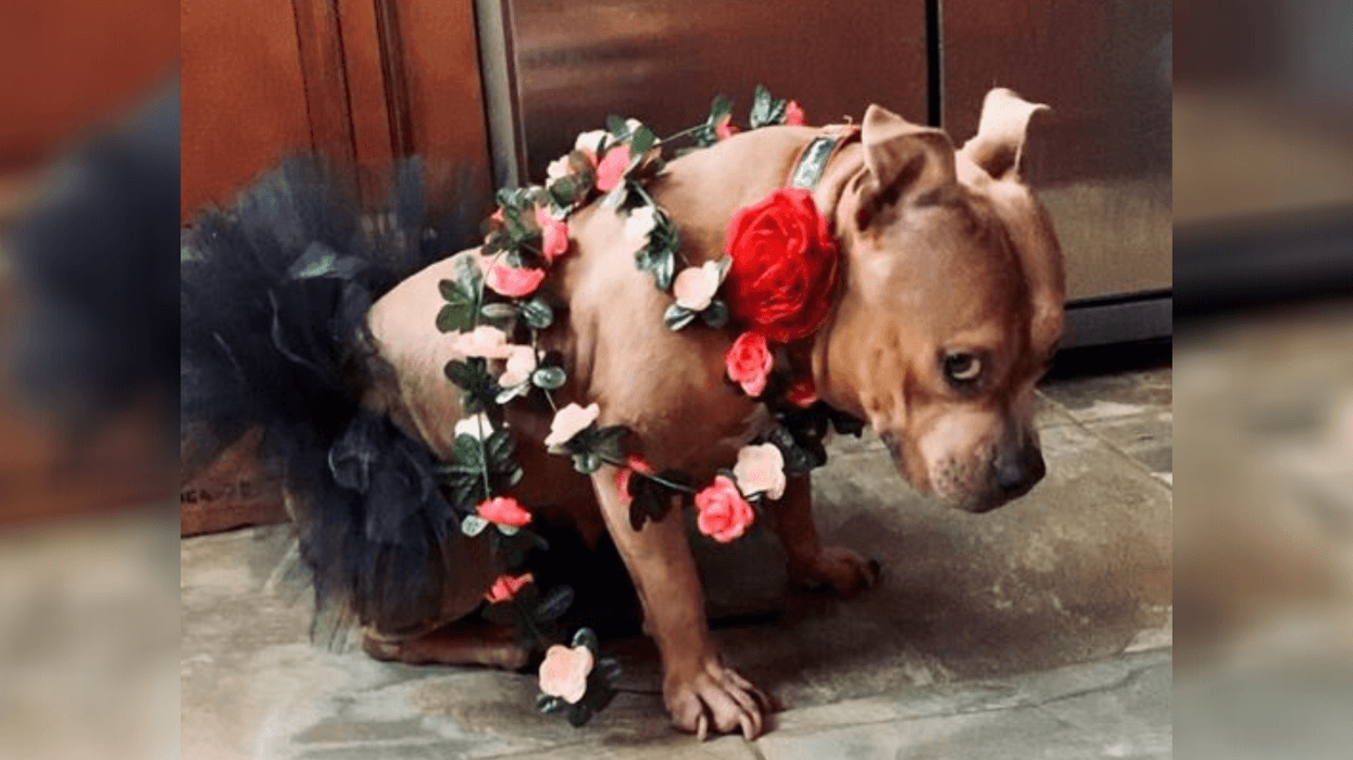 Meet Sassy Pumpkin, The Winner of TDY's Cutest Pet Contest!