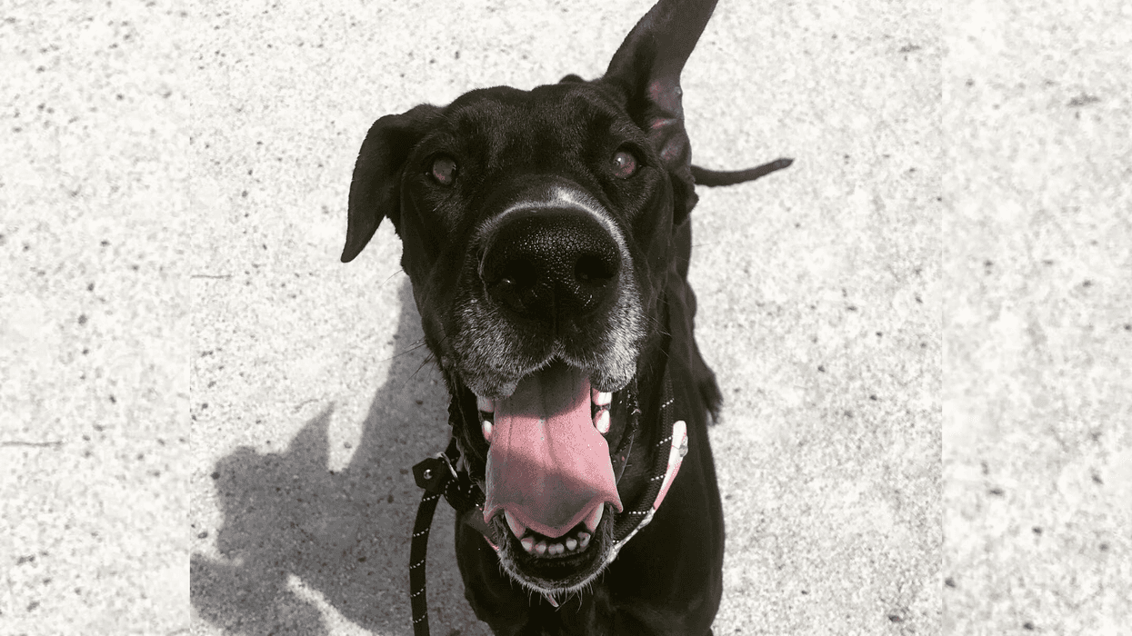 Meet Skittles, Bennett's PSPCA Pet of the Week